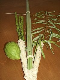 The 4 Species 1 A set of the 4 species, including a particularly green looking etrog (the fruit resembling a bumpy lemon)
