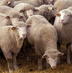 Kashrut (Keeping Kosher) 2 Cows and sheep are the most commonly consumed kosher species of land animals