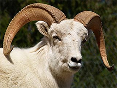The Shofar 2 A live ram with horns