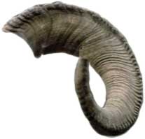 Rosh HaShanah (Jewish New Year) 1 A ram's horn is traditionally used to make a shofar, the horn or trumpet blown on Rosh HaShanah.