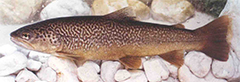 Kashrut (Keeping Kosher) 3 Trout - a kosher breed of fish with both fins and scales