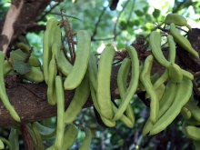 Lag baOmer 1 carob pods still on the tree